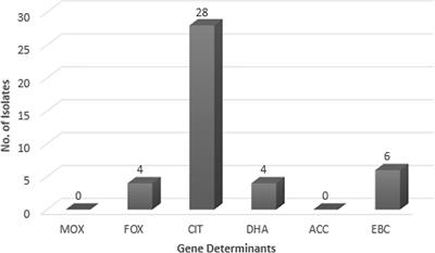 Clonal Relationship and Resistance Profiles Among <mark class="highlighted">ESBL-Producing Escherichia coli</mark>